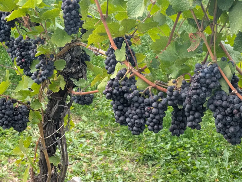 Ripe Pinot Noir grapes on the vine at 50th Parallel Estate, Lake Country, BC, September 2026
