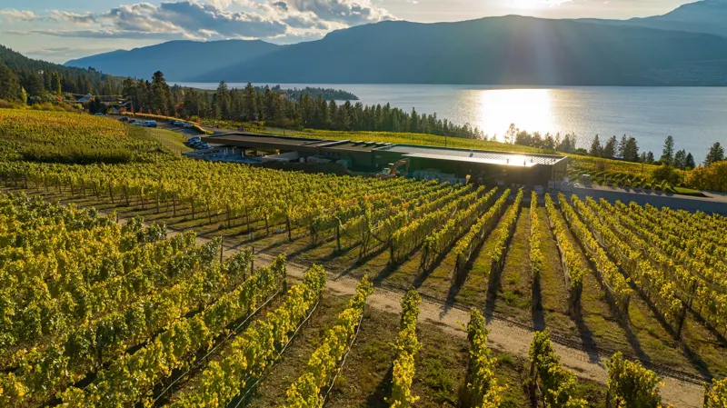 Aerial view over the 50th Parallel Estate vineyard toward Okanagan Lake, Lake Country, BC