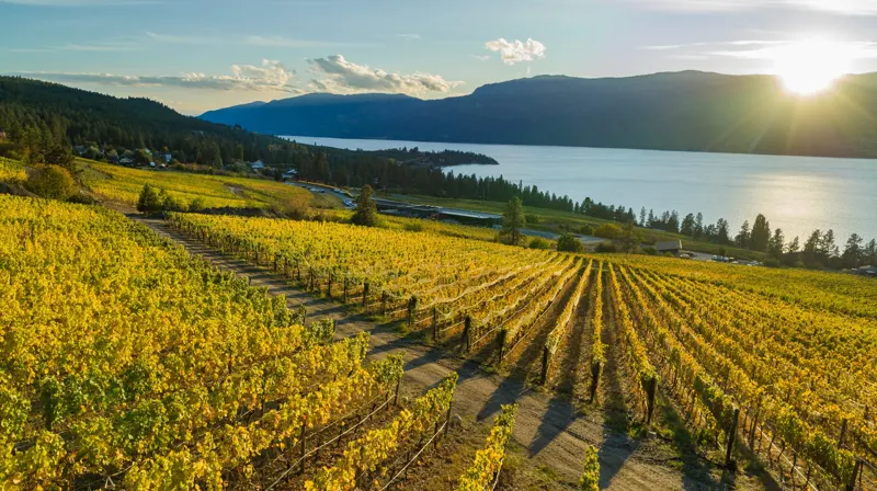 Vineyard rows running down to Okanagan Lake at sunset at 50th Parallel Estate Winery in Lake Country, BC