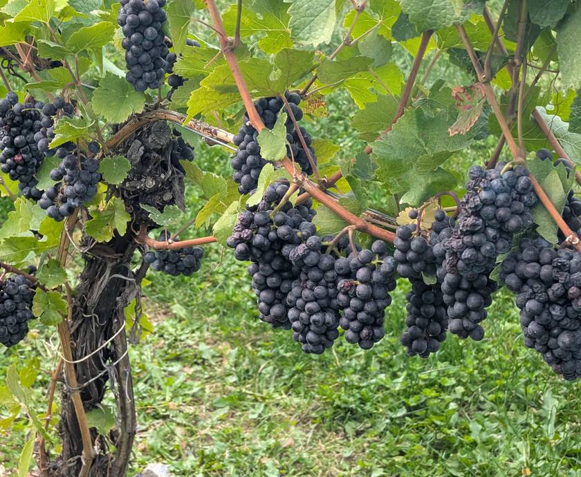 Ripe Pinot Noir grapes on the vine at 50th Parallel Estate Winery in Lake Country, BC